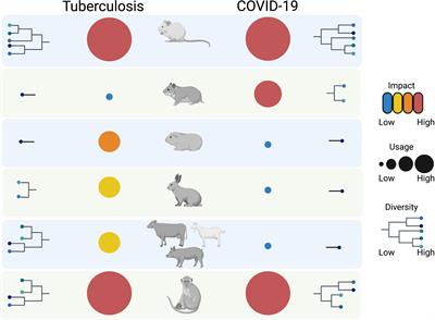 Animal models for COVID-19 and tuberculosis